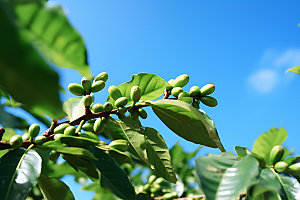 咖啡豆高清食材摄影图