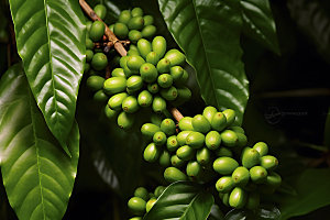 咖啡豆高清自然摄影图