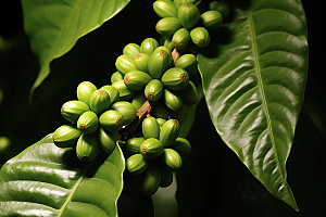 咖啡豆植物高清摄影图