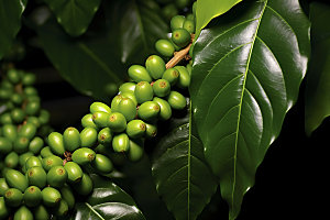 咖啡豆自然高清摄影图