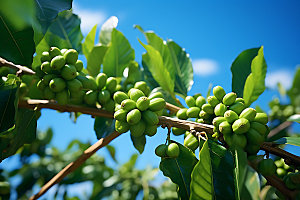 咖啡豆高清自然摄影图