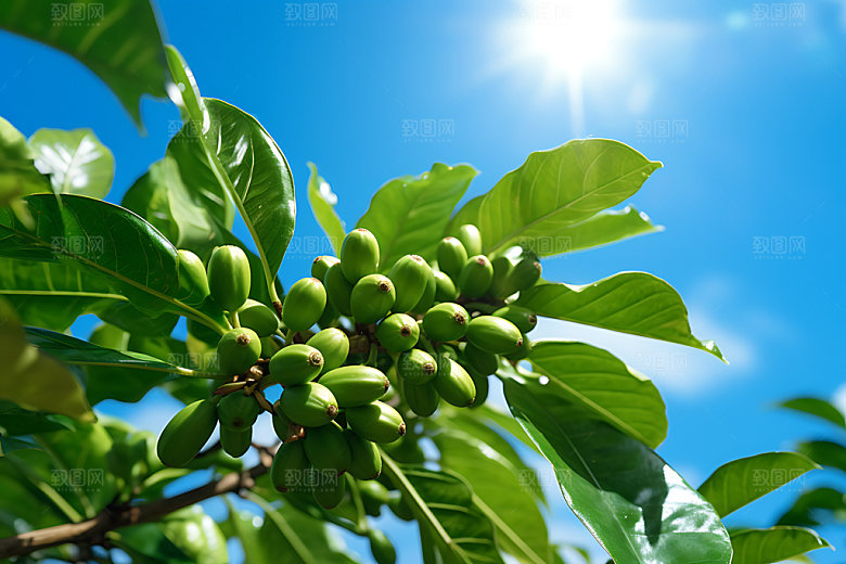 咖啡豆高清食材摄影图