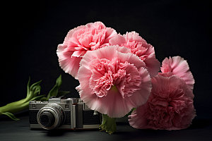康乃馨植物鲜花摄影图
