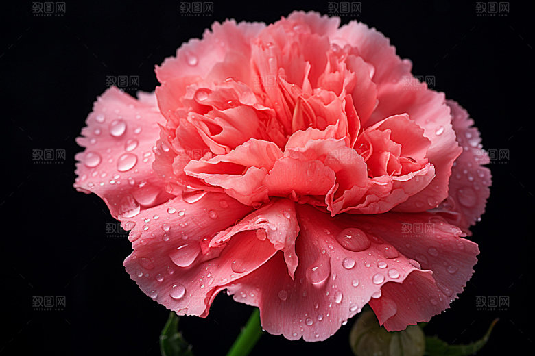 康乃馨教师节鲜花摄影图
