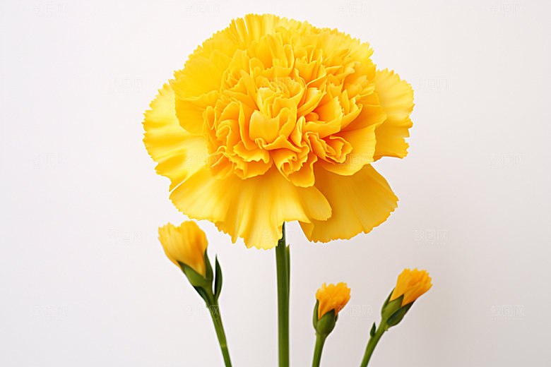 康乃馨教师节母亲节摄影图