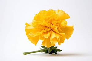 康乃馨花卉高清摄影图