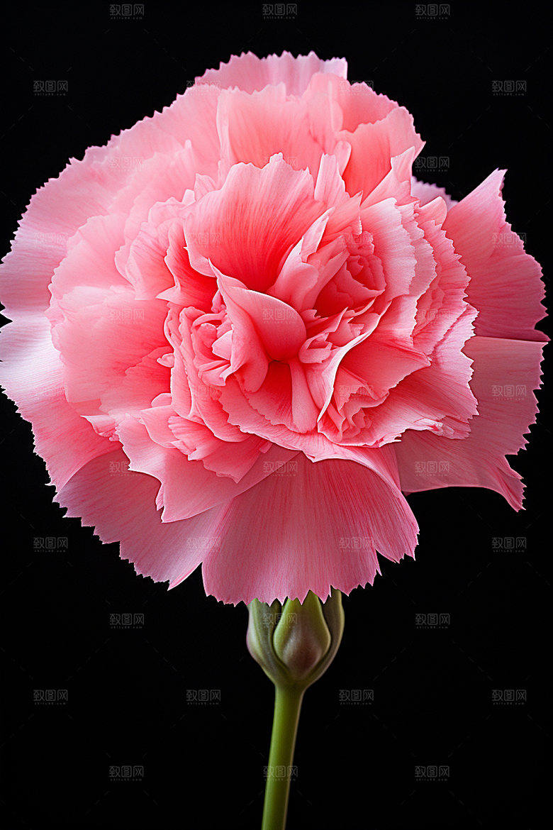 康乃馨鲜花教师节摄影图