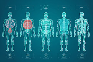 人体模型医疗元素科技创意元素