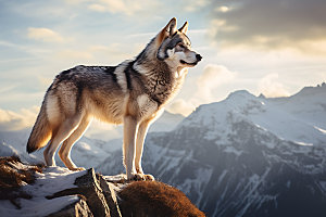 野狼企业文化自然摄影图
