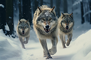 野狼团队协作高清摄影图