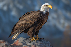 老鹰美洲雕自然摄影图