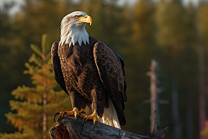老鹰白头鹰自然摄影图