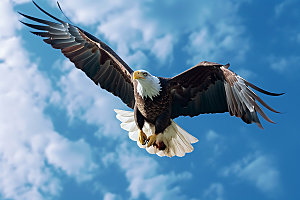 老鹰美洲雕高清摄影图