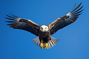 老鹰自然猛禽摄影图