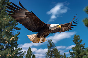 老鹰高清猛禽摄影图