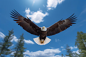 老鹰鸟类猛禽摄影图