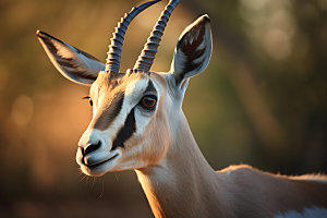 羚羊哺乳动物自然摄影图