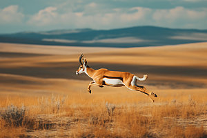羚羊保护动物哺乳动物摄影图