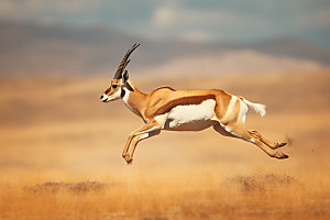 羚羊高清自然摄影图