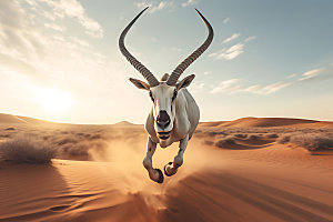 羚羊保护动物高清摄影图