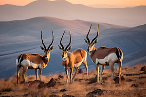 羚羊高清保护动物摄影图