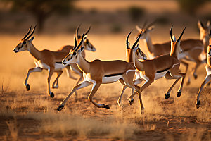 羚羊野生动物高清摄影图