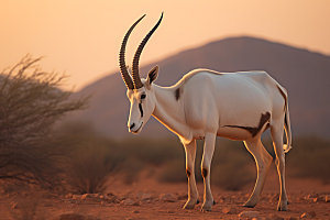 羚羊自然保护动物摄影图
