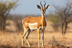 羚羊高清野生动物摄影图