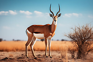 羚羊保护动物野生动物摄影图