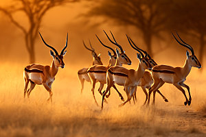 羚羊自然哺乳动物摄影图