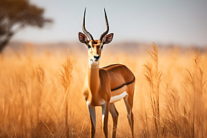羚羊自然保护动物摄影图