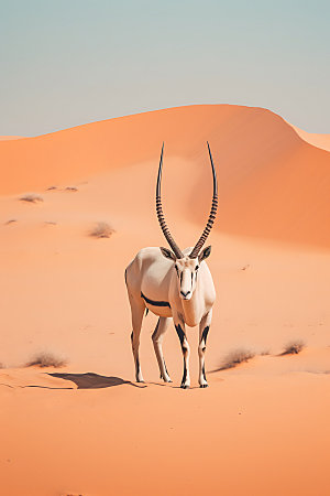 羚羊保护动物高清摄影图