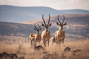 羚羊保护动物野生动物摄影图