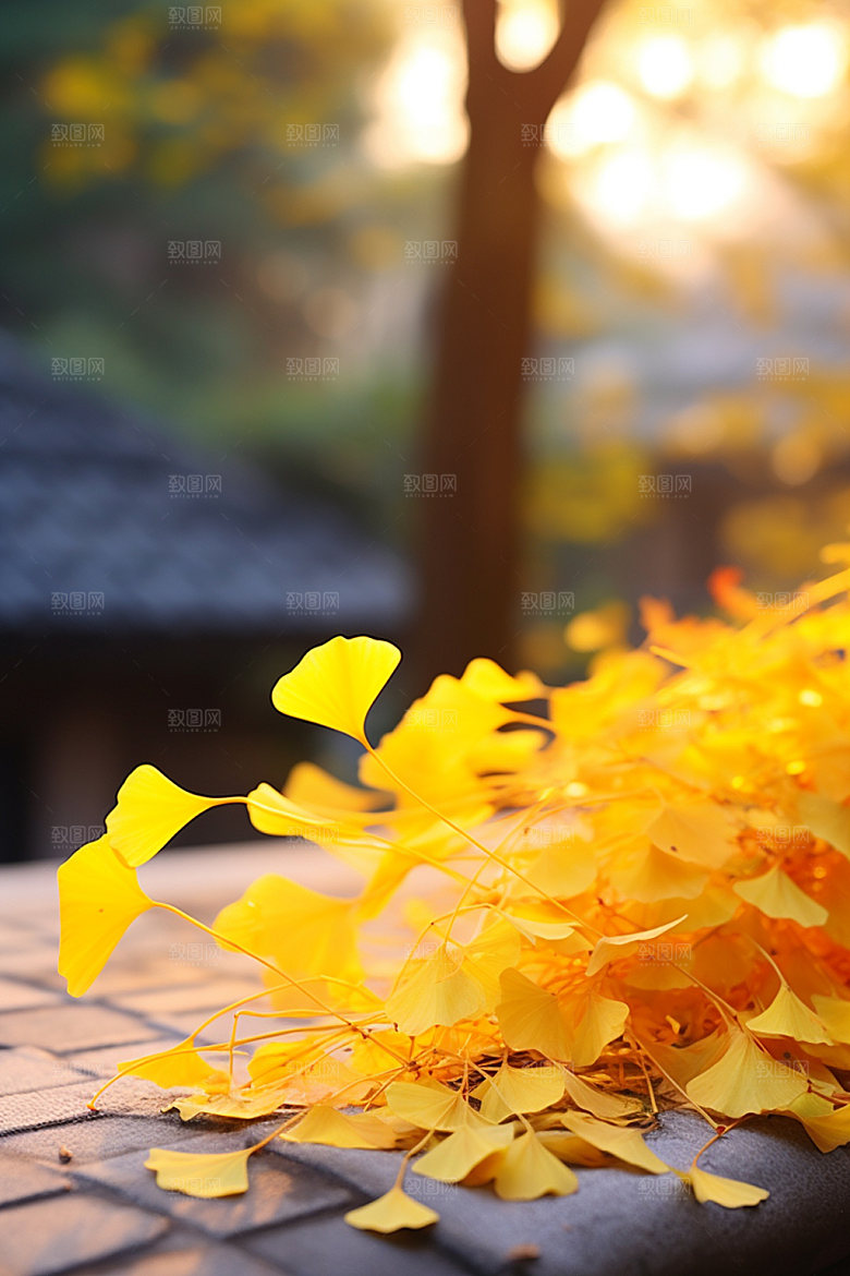 立秋秋景树林摄影图