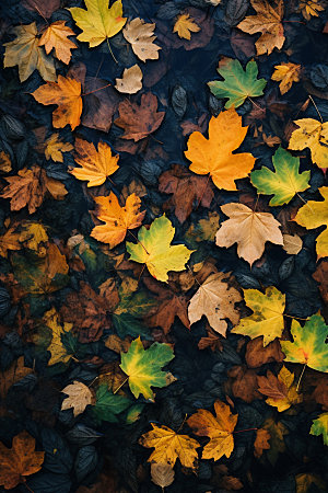 立秋自然树林摄影图