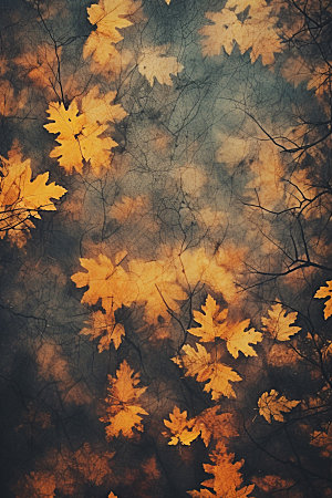 立秋树林风光摄影图