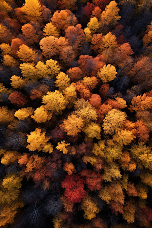 立秋自然秋景摄影图