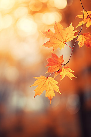立秋树林金色摄影图