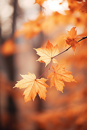 立秋金色树林摄影图