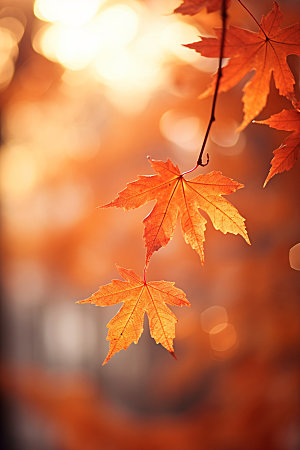 立秋风光树林摄影图