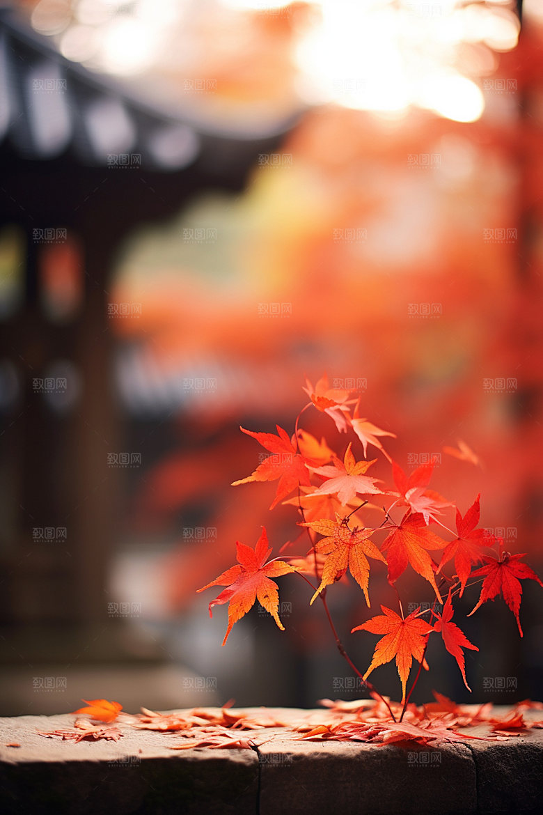 立秋秋叶高清摄影图