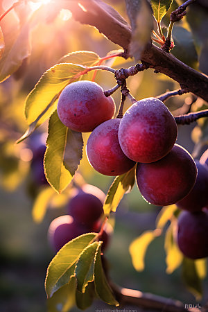 李子果园水果种植园摄影图