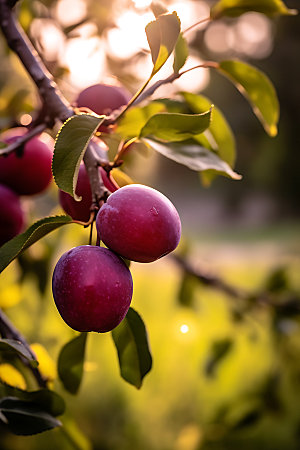 李子果园水果果树摄影图