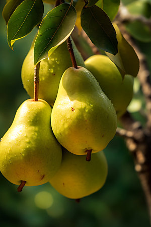 梨子美味水果摄影图