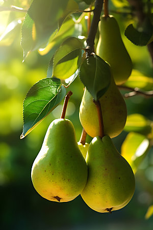 梨子植物美味摄影图