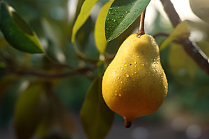 梨子甜品植物摄影图