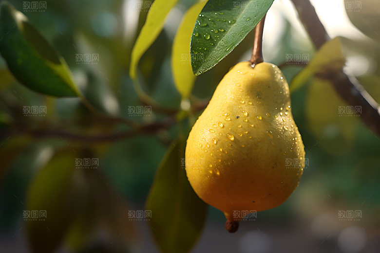 梨子甜品植物摄影图