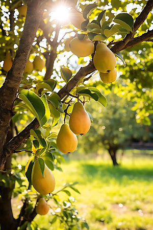 梨子甜品美食摄影图