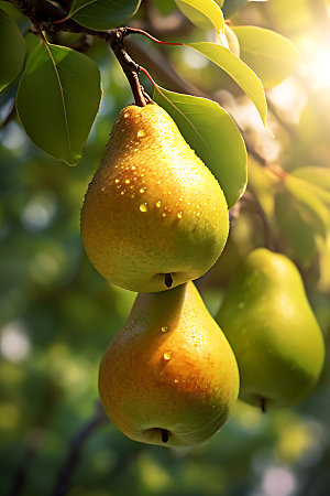 梨子植物甜品摄影图