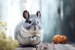 龙猫宠物可爱摄影图